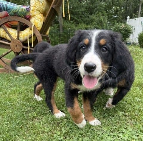 Genetic Tested Bernese Mountain Dog Puppies media 10