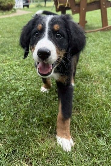 Genetic Tested Bernese Mountain Dog Puppies media 11
