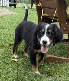 Genetic Tested Bernese Mountain Dog Puppies media 12