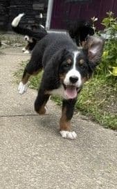 Genetic Tested Bernese Mountain Dog Puppies media 13