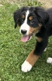 Genetic Tested Bernese Mountain Dog Puppies media 14