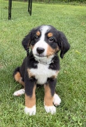 Genetic Tested Bernese Mountain Dog Puppies media 16