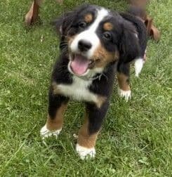 Genetic Tested Bernese Mountain Dog Puppies media 17