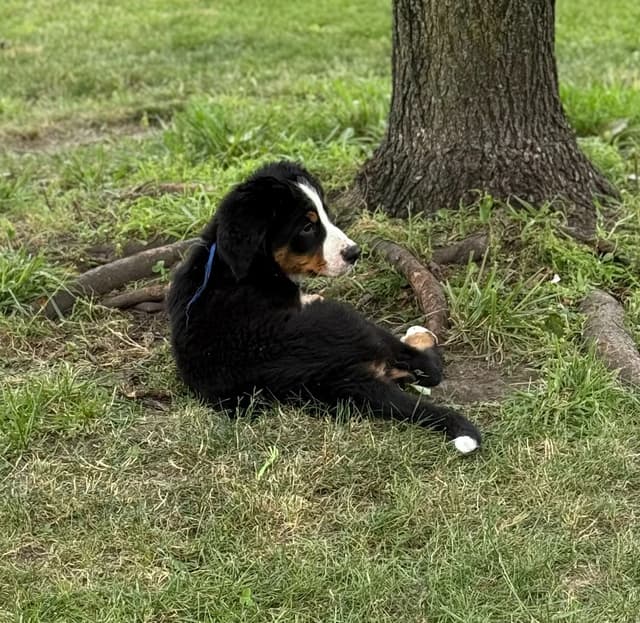Genetic Tested Bernese Mountain Dog Puppies media 7