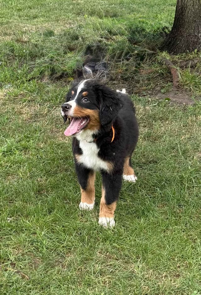 Genetic Tested Bernese Mountain Dog Puppies media 18