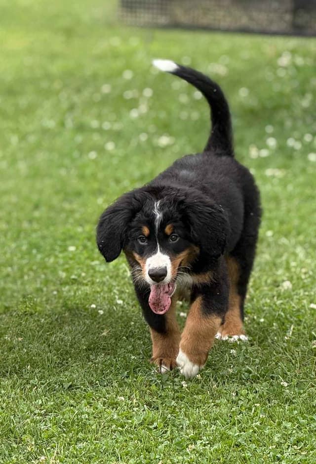 Genetic Tested Bernese Mountain Dog Puppies media 4