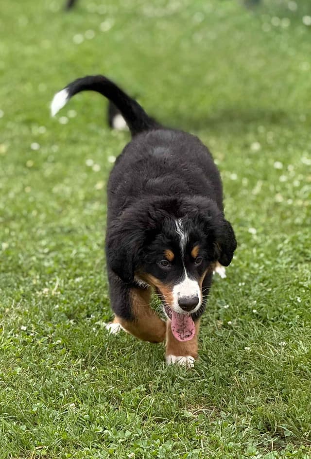 Genetic Tested Bernese Mountain Dog Puppies media 3