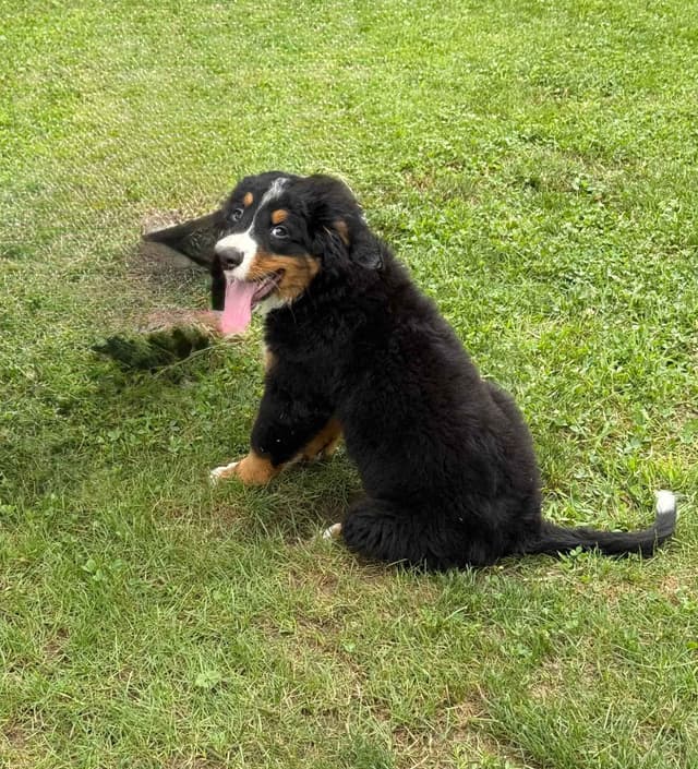 Genetic Tested Bernese Mountain Dog Puppies media 2