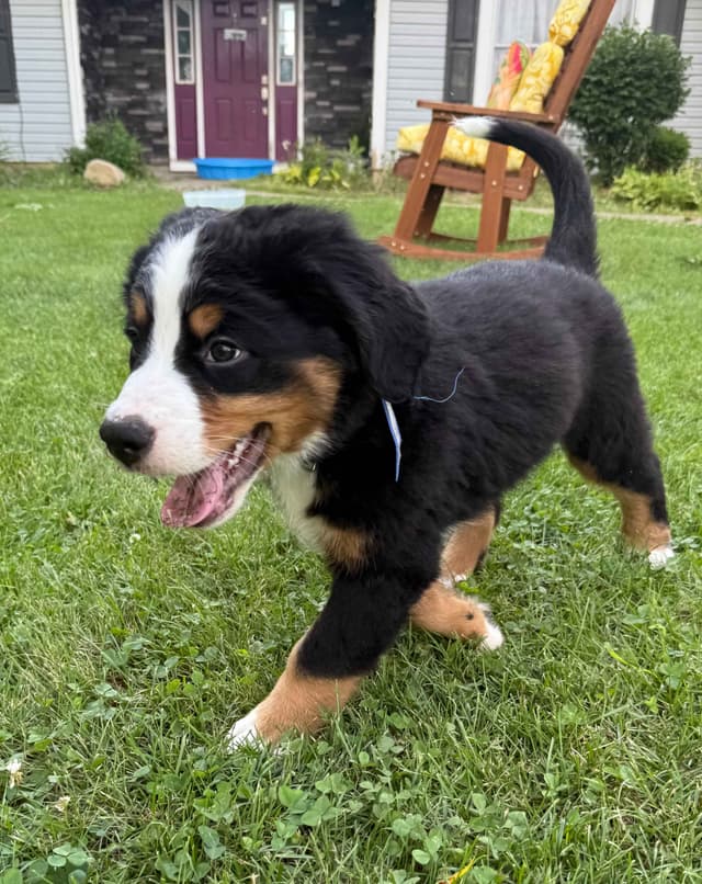 Genetic Tested Bernese Mountain Dog Puppies media 6