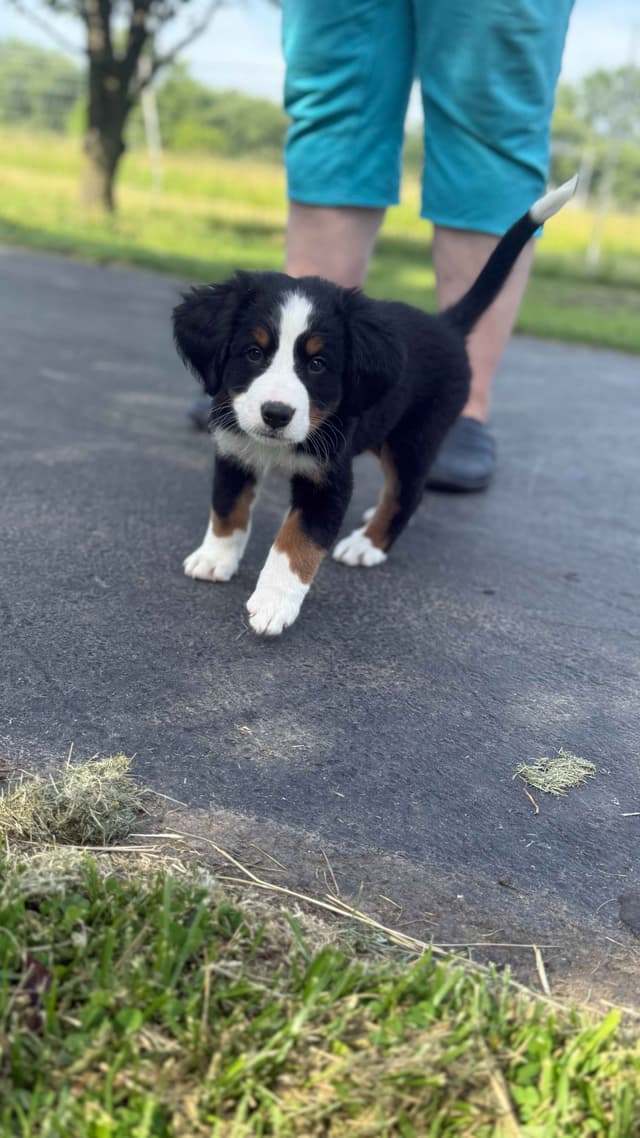 Genetic Tested Bernese Mountain Dog Puppies media 19