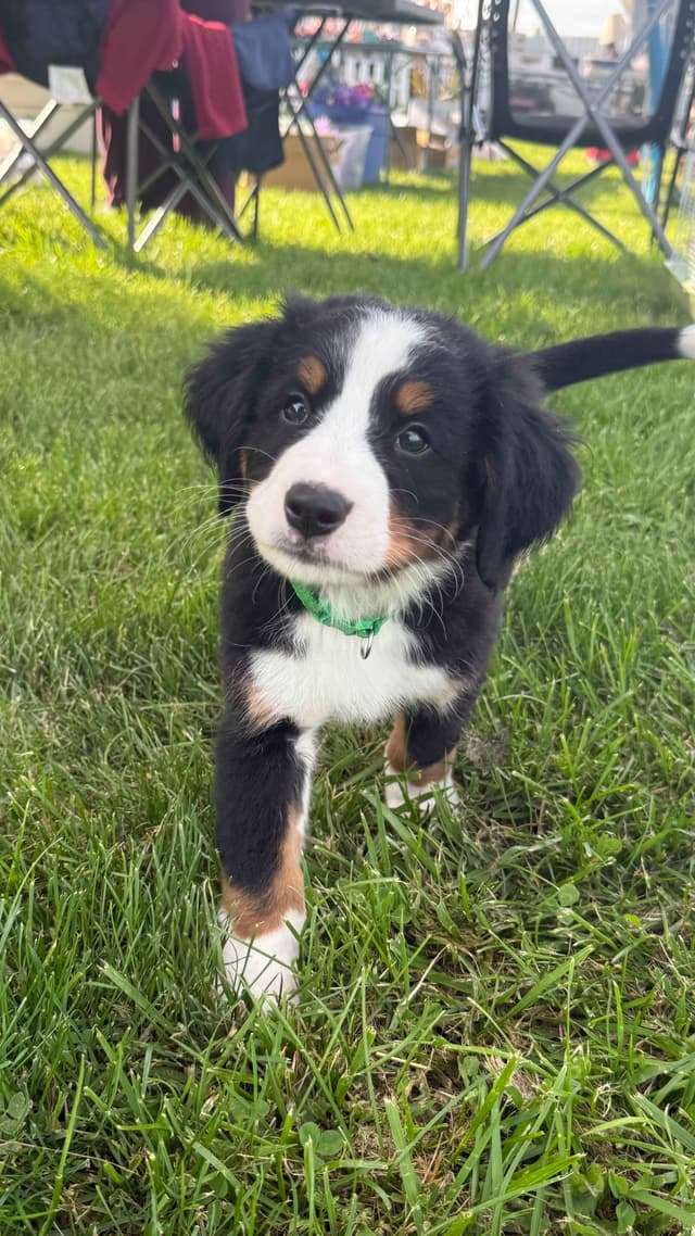 Genetic Tested Bernese Mountain Dog Puppies media 20