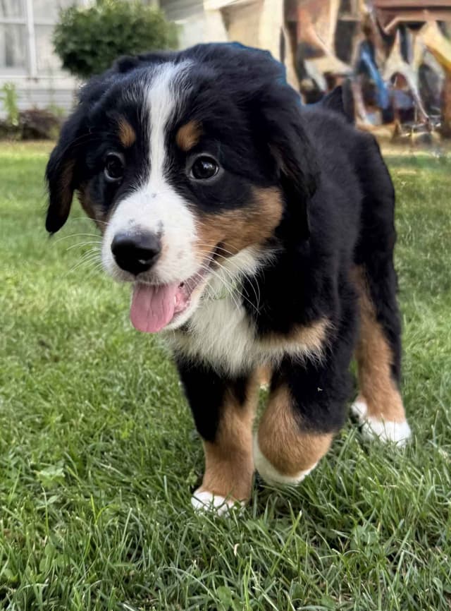 Genetic Tested Bernese Mountain Dog Puppies media 9