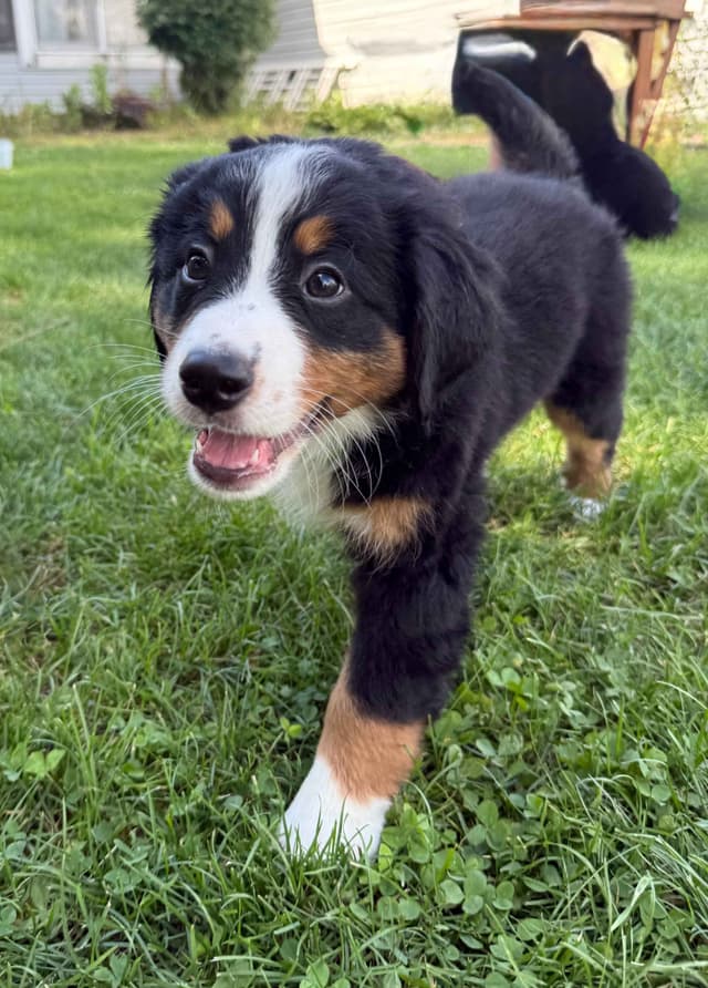 Genetic Tested Bernese Mountain Dog Puppies media 10