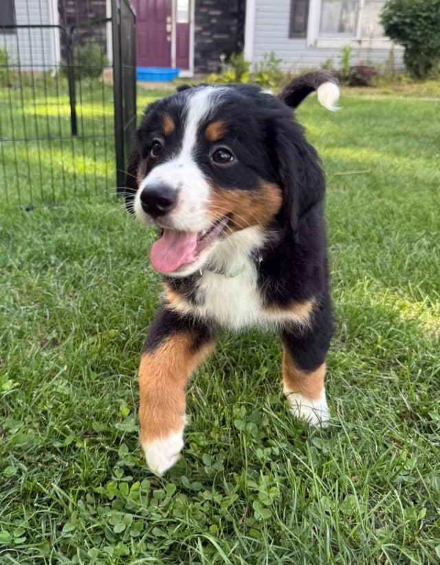 Genetic Tested Bernese Mountain Dog Puppies media 12