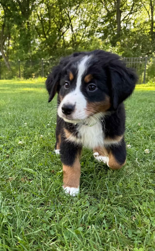 Genetic Tested Bernese Mountain Dog Puppies media 11