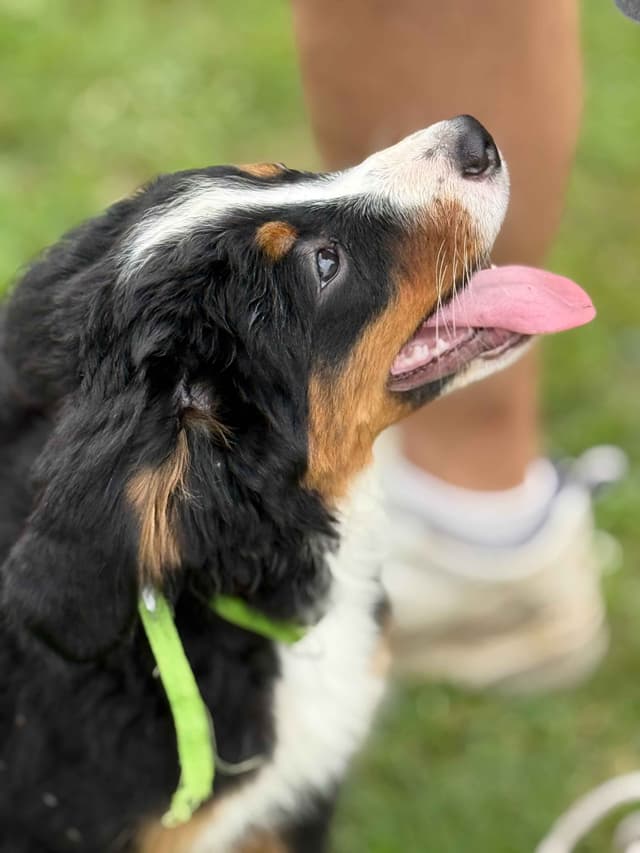 Genetic Tested Bernese Mountain Dog Puppies media 8