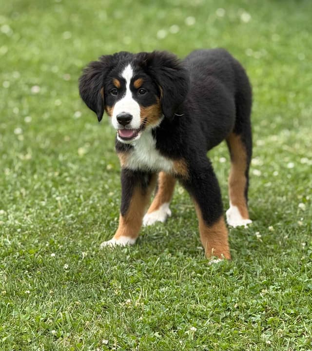 Genetic Tested Bernese Mountain Dog Puppies media 4