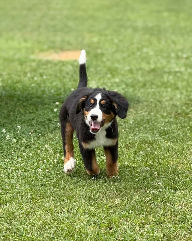 Genetic Tested Bernese Mountain Dog Puppies media 7