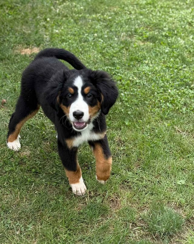 Genetic Tested Bernese Mountain Dog Puppies media 8