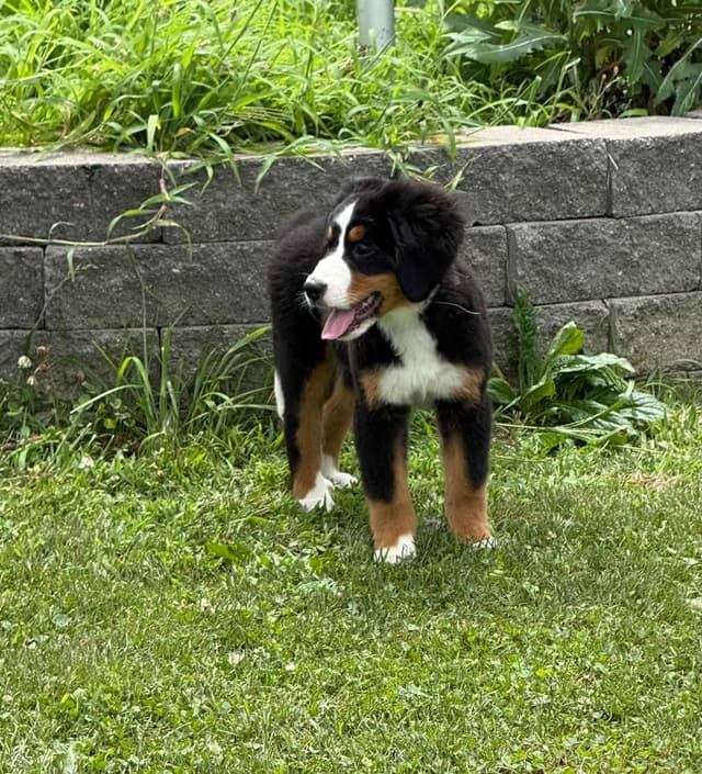 Genetic Tested Bernese Mountain Dog Puppies media 5