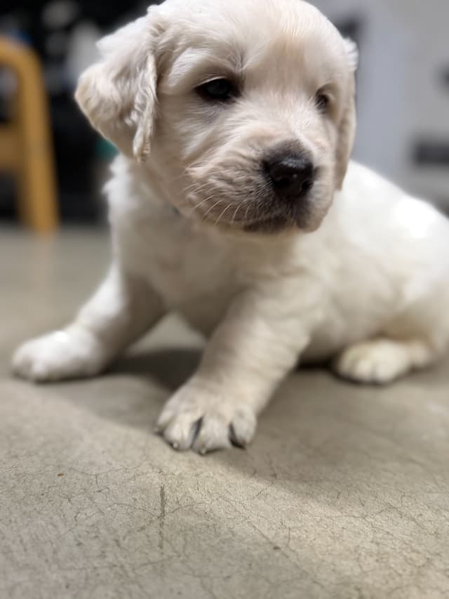 AKC Adorable Golden Retriever Puppies media 2