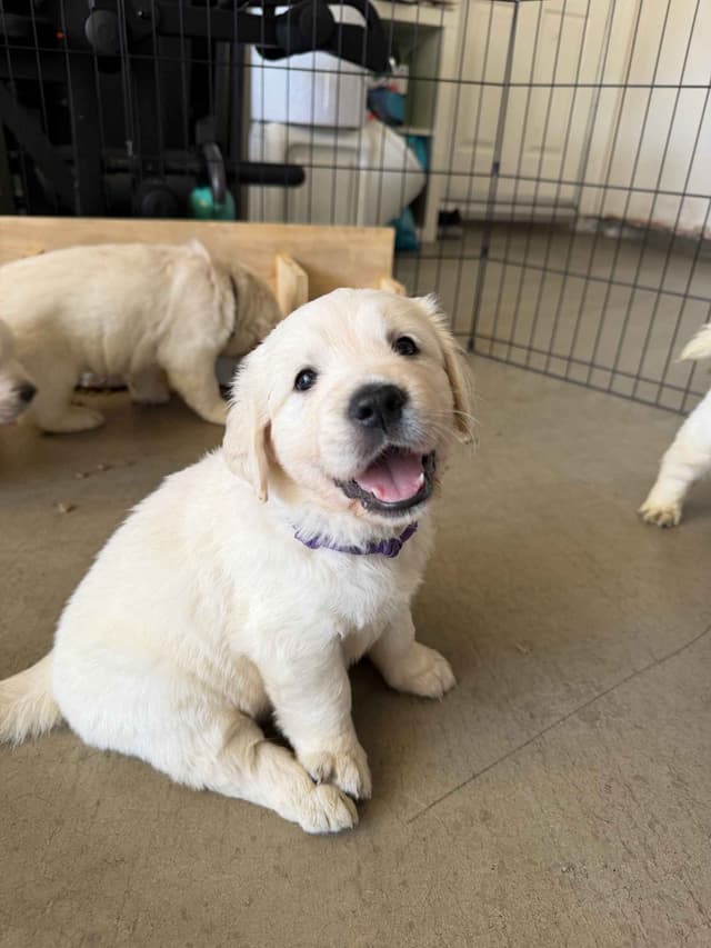 AKC Adorable Golden Retriever Puppies media 3