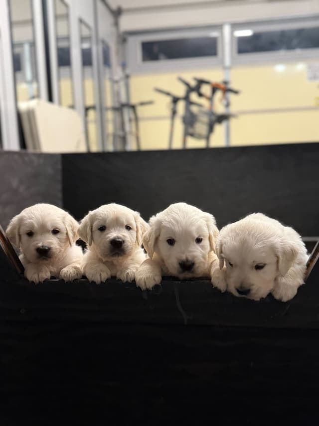 AKC Adorable Golden Retriever Puppies media 4