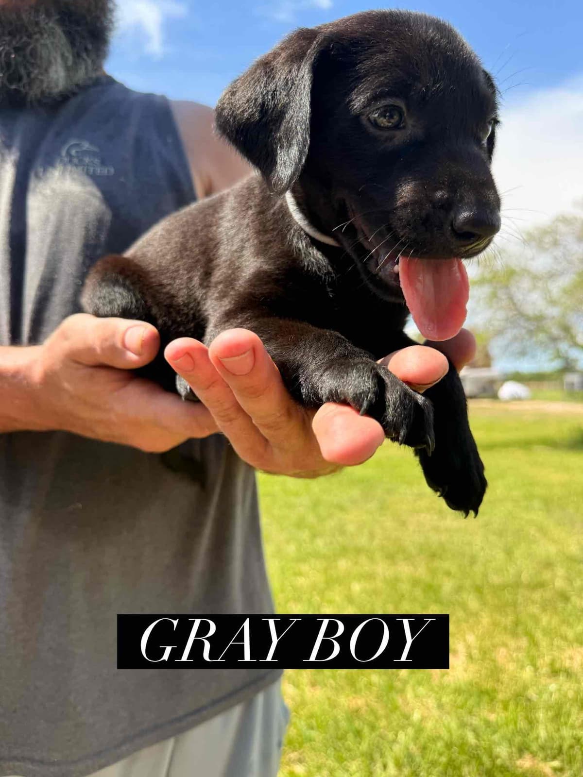 Labrador Retriever Puppies breeder image 5