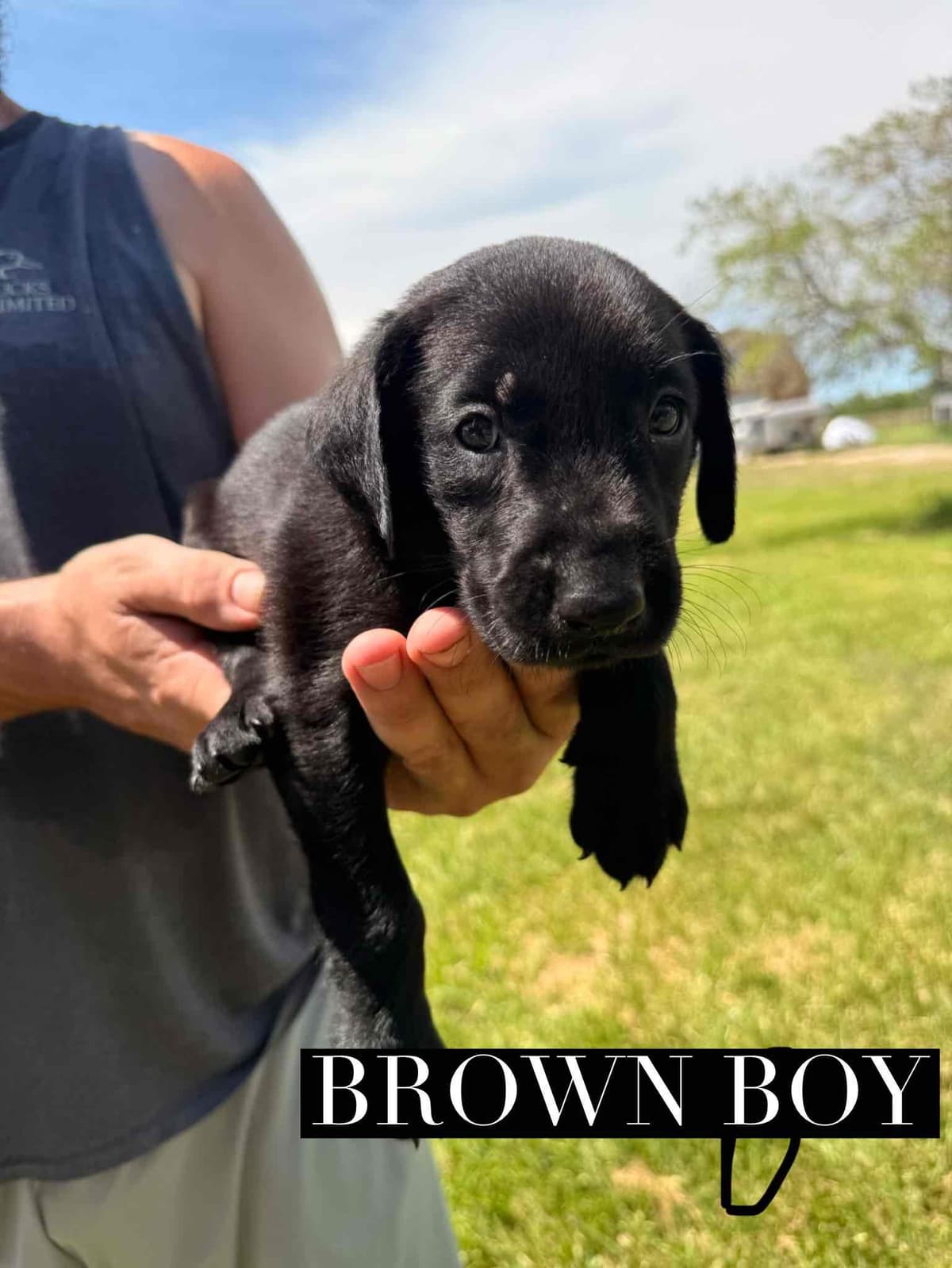 Labrador Retriever Puppies breeder image 1
