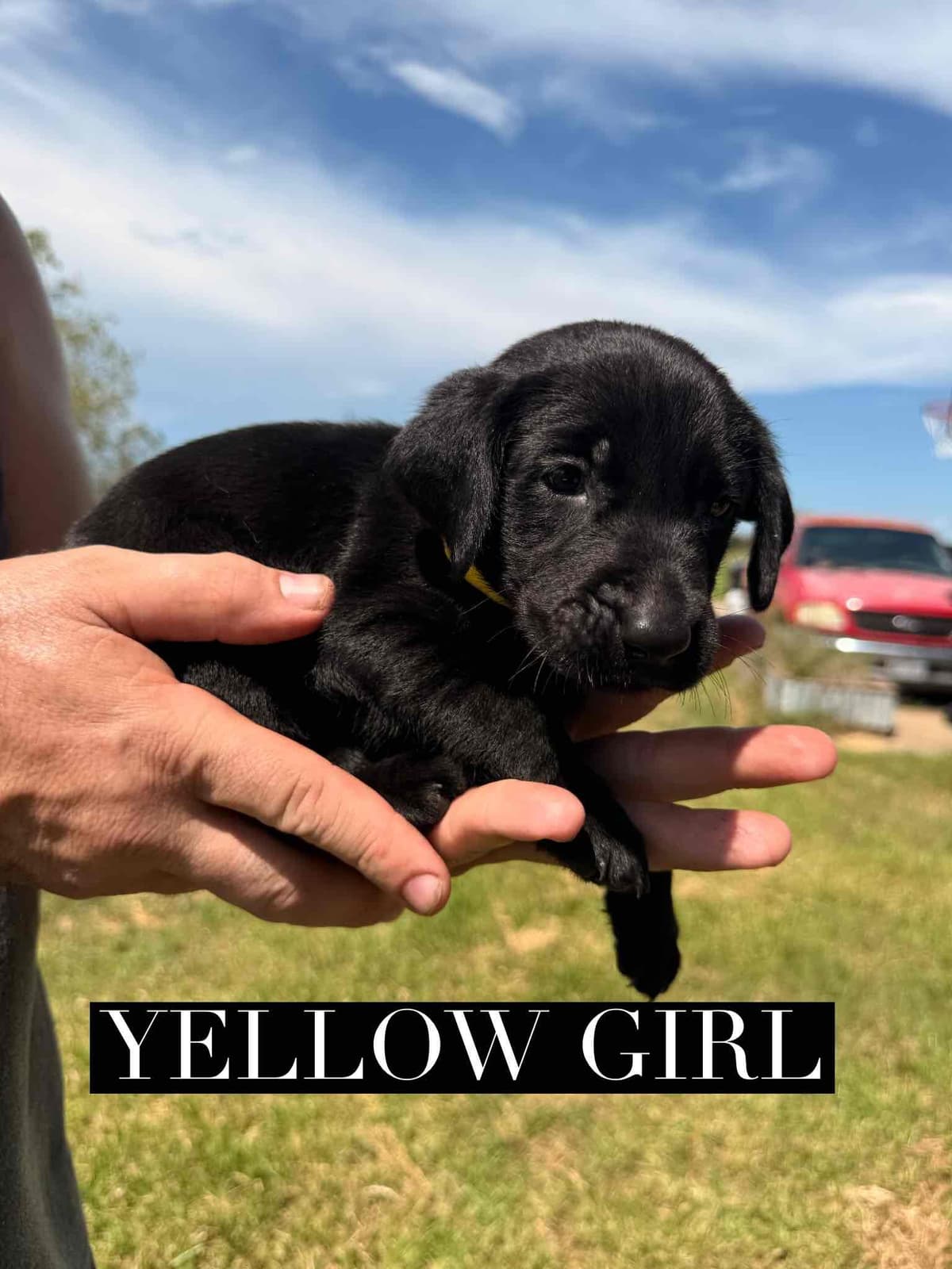 Labrador Retriever Puppies breeder image 2