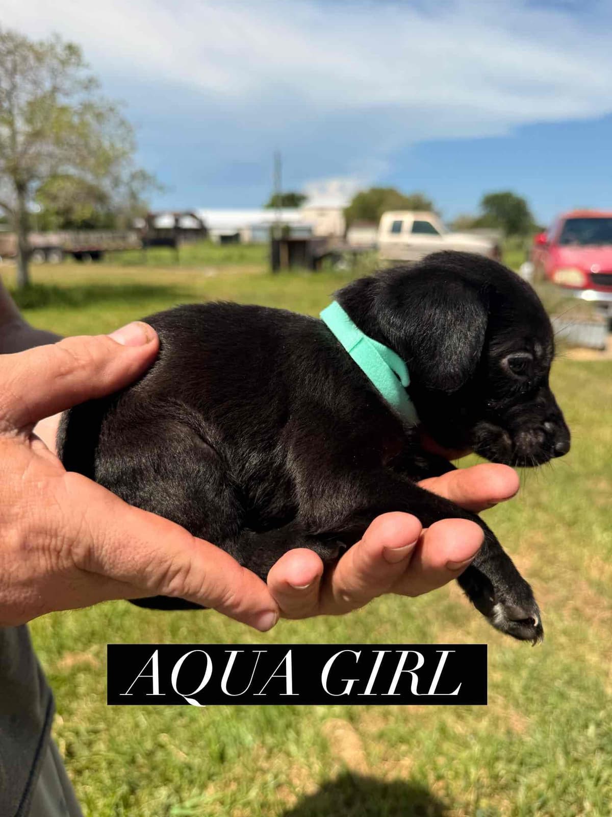 Labrador Retriever Puppies breeder image 3