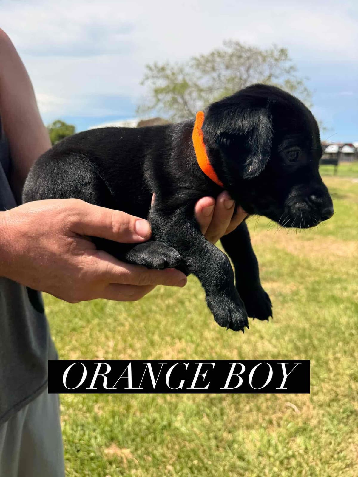 Labrador Retriever Puppies breeder image 4