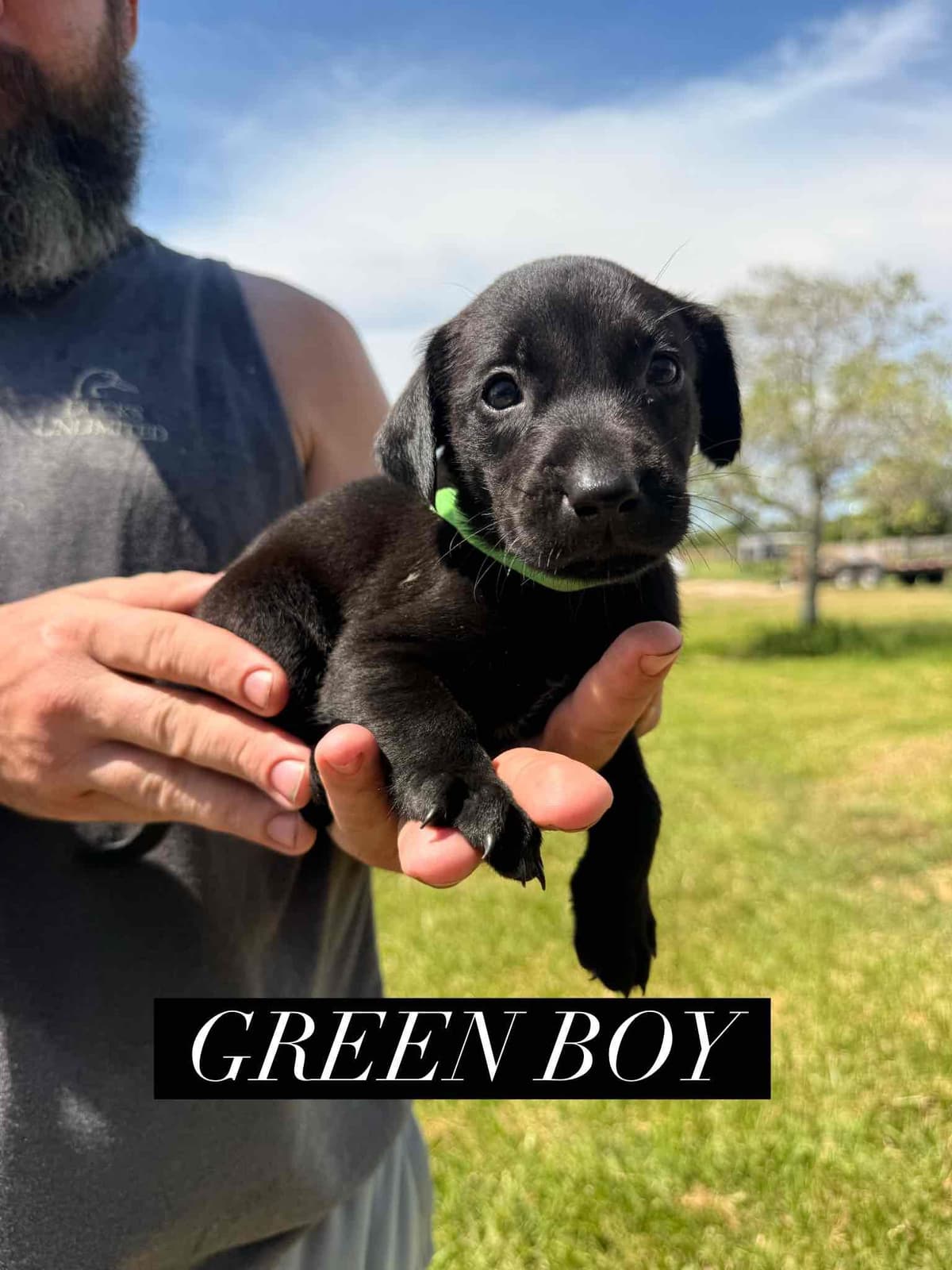 Labrador Retriever Puppies breeder image 8