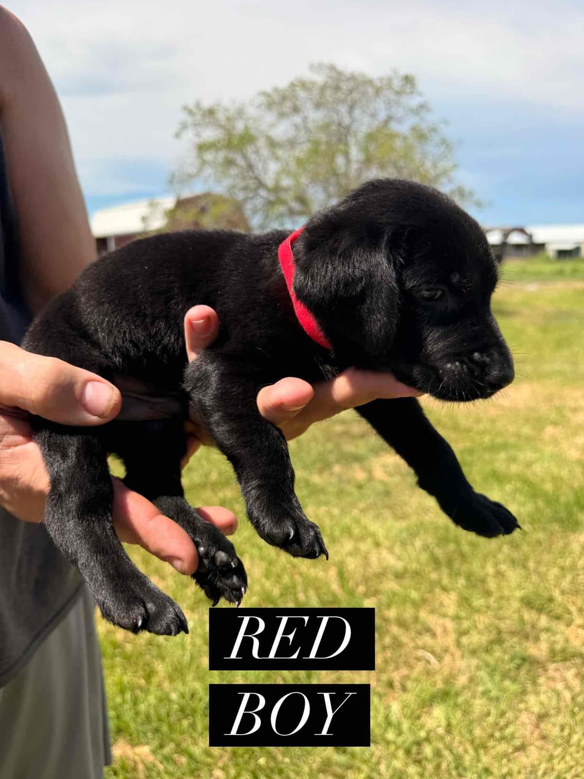Labrador Retriever Puppies breeder image 7