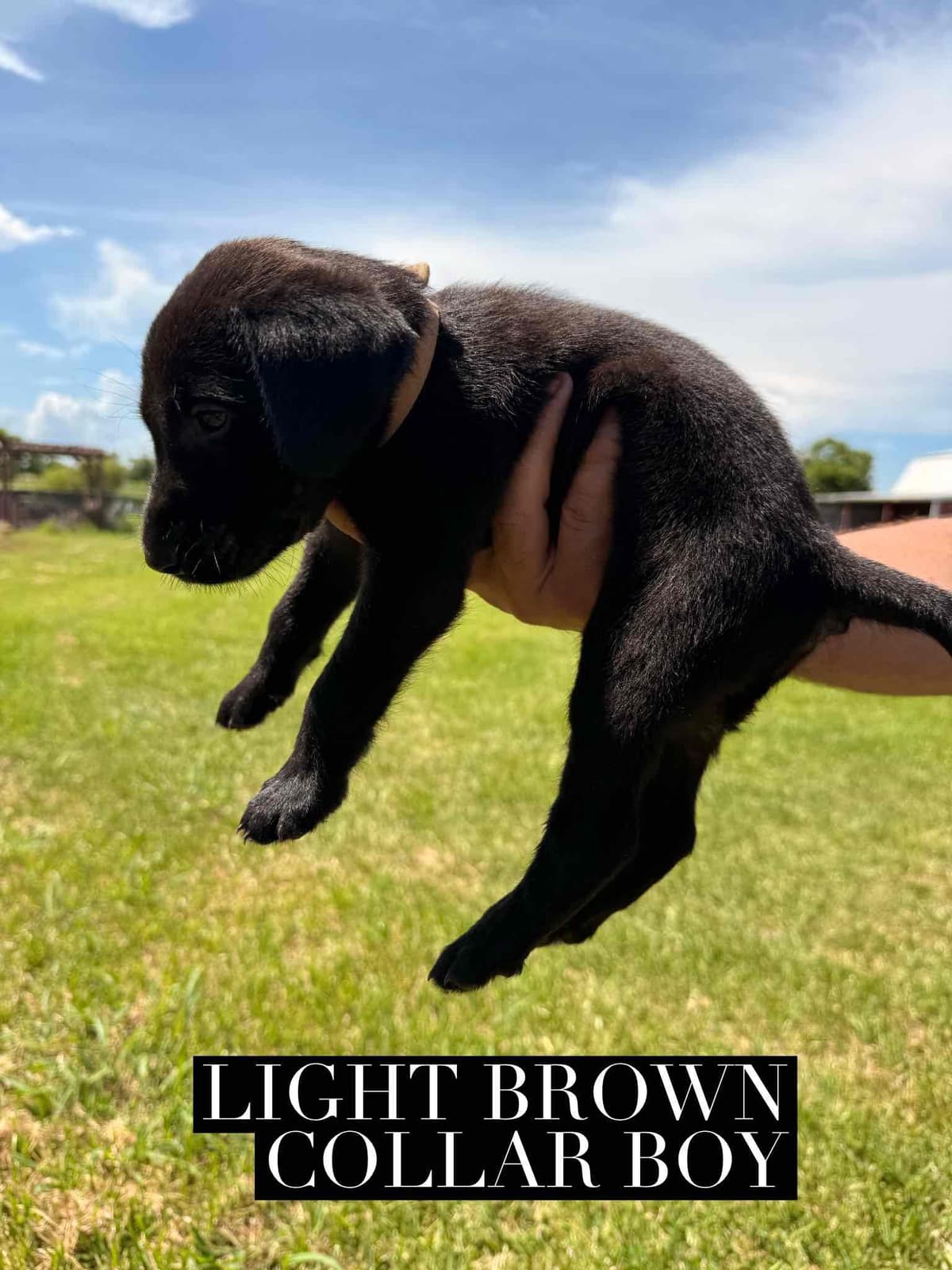 Labrador Retriever Puppies breeder image 12