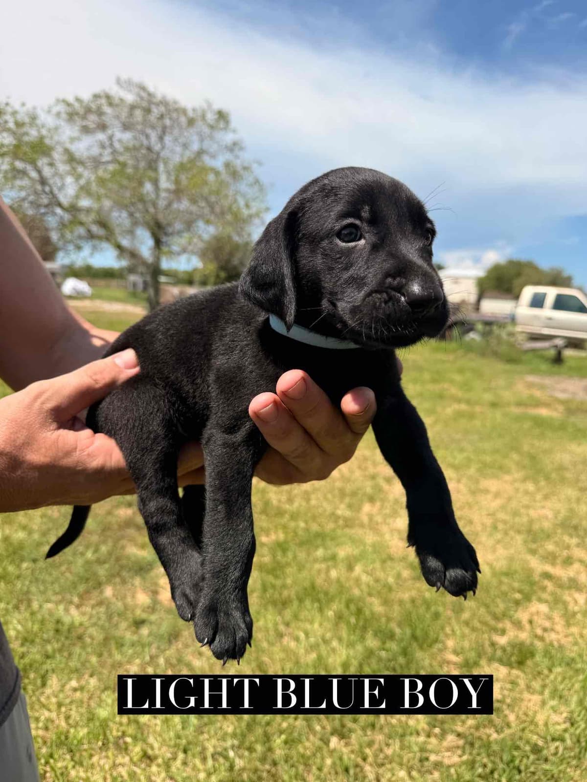 Labrador Retriever Puppies breeder image 10