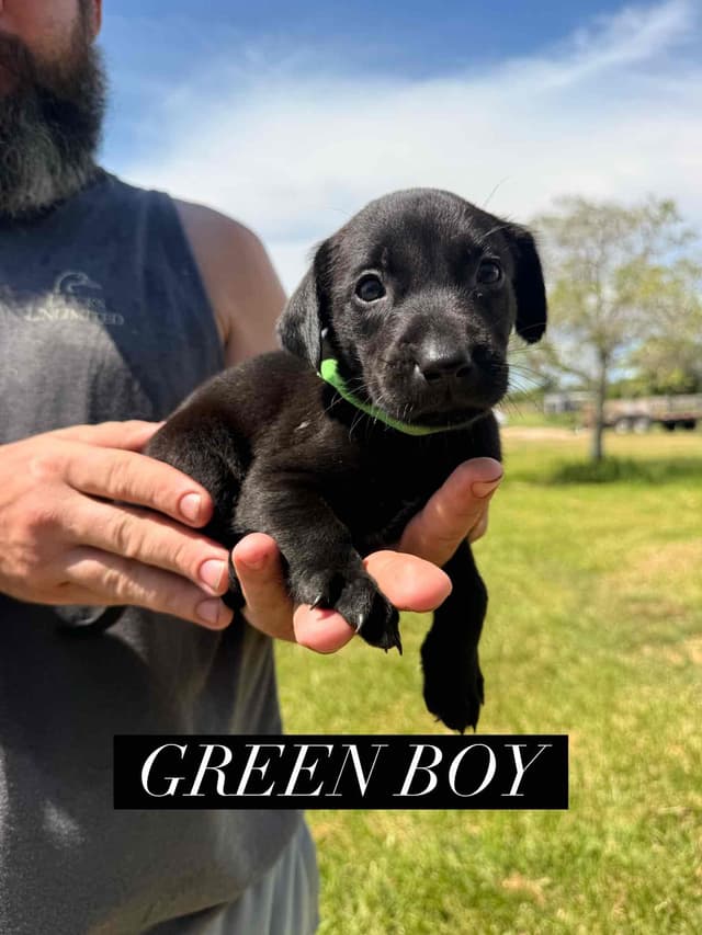 Labrador Retriever Puppies media 5