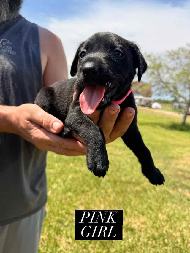 Labrador Retriever Puppies media 3