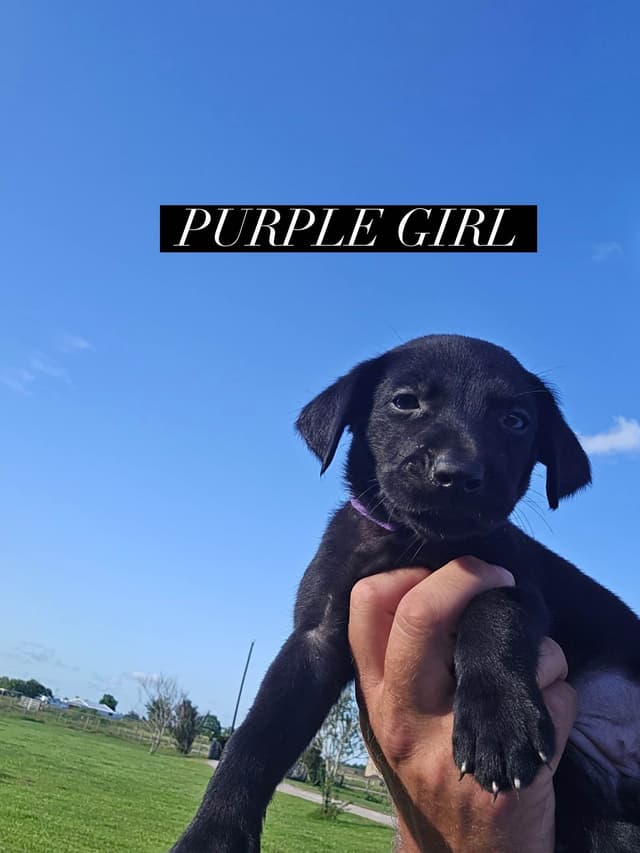 Labrador Retriever Puppies media 11