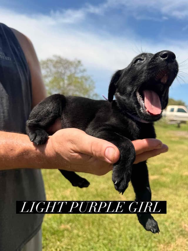 Labrador Retriever Puppies media 8