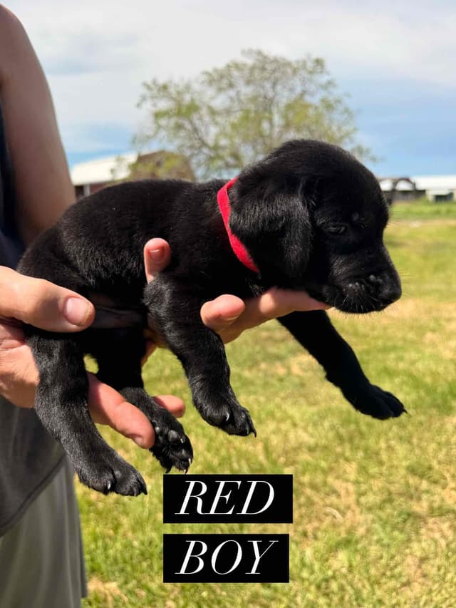 Labrador Retriever Puppies media 12