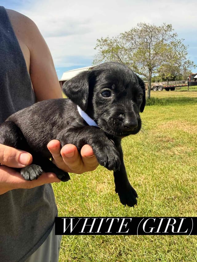 Labrador Retriever Puppies media 13
