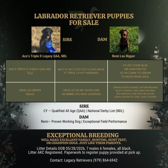 Labrador Retriever Puppies media 14