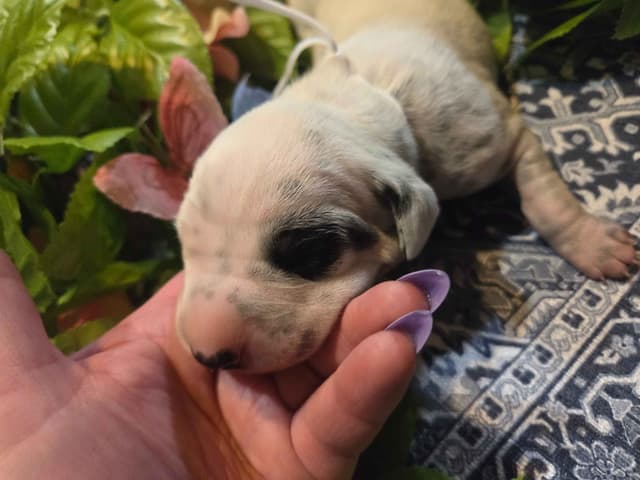 Dalmatian Puppies media 2