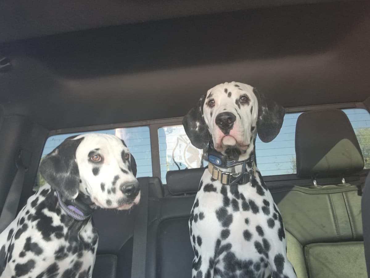 Dalmatian Puppies breeder image 1