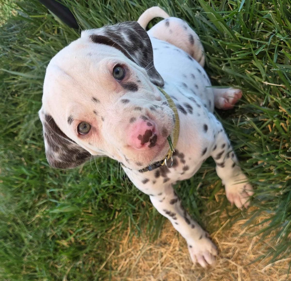 Dalmatian Puppies breeder image 2