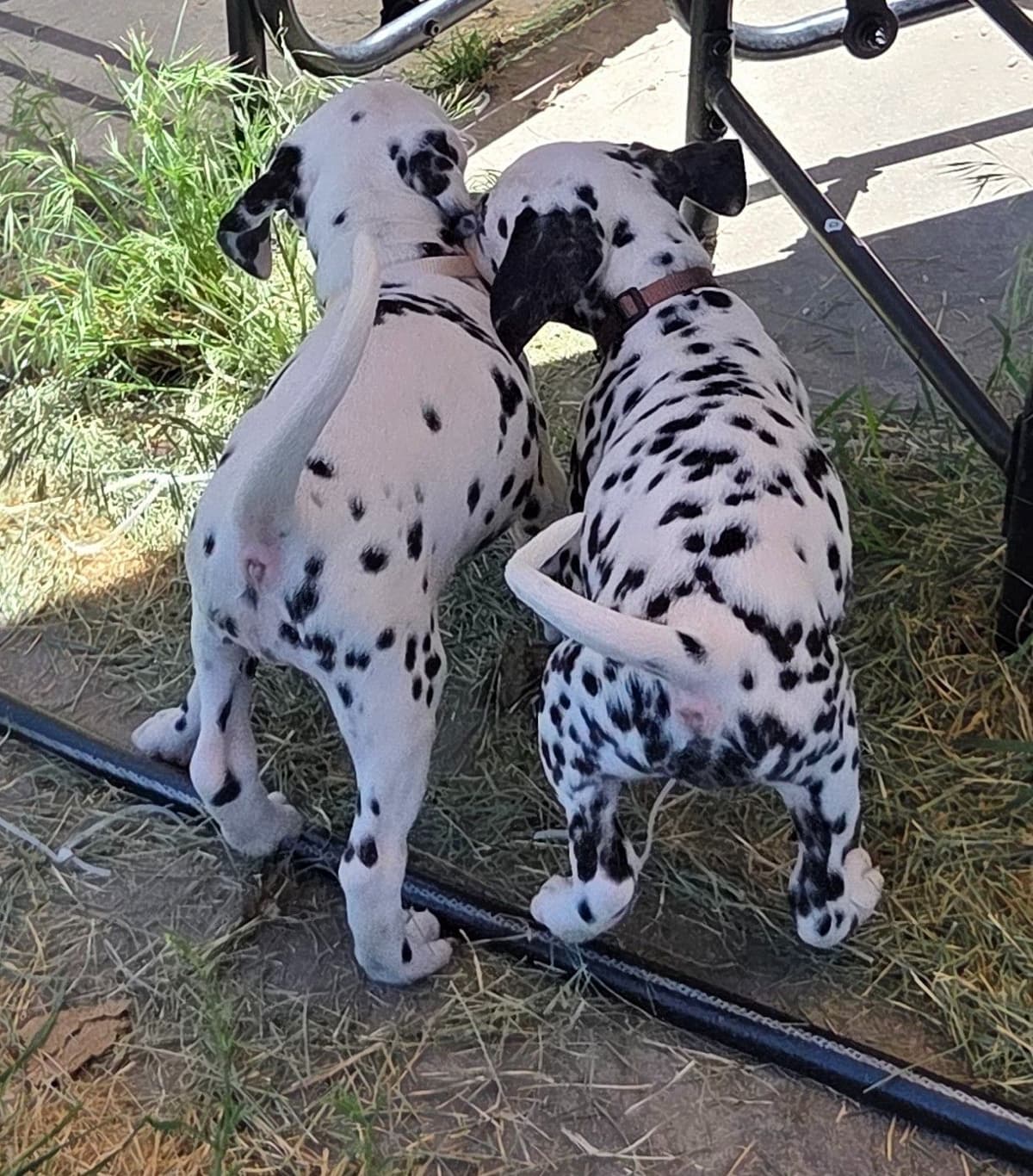 Dalmatian Puppies breeder image 3