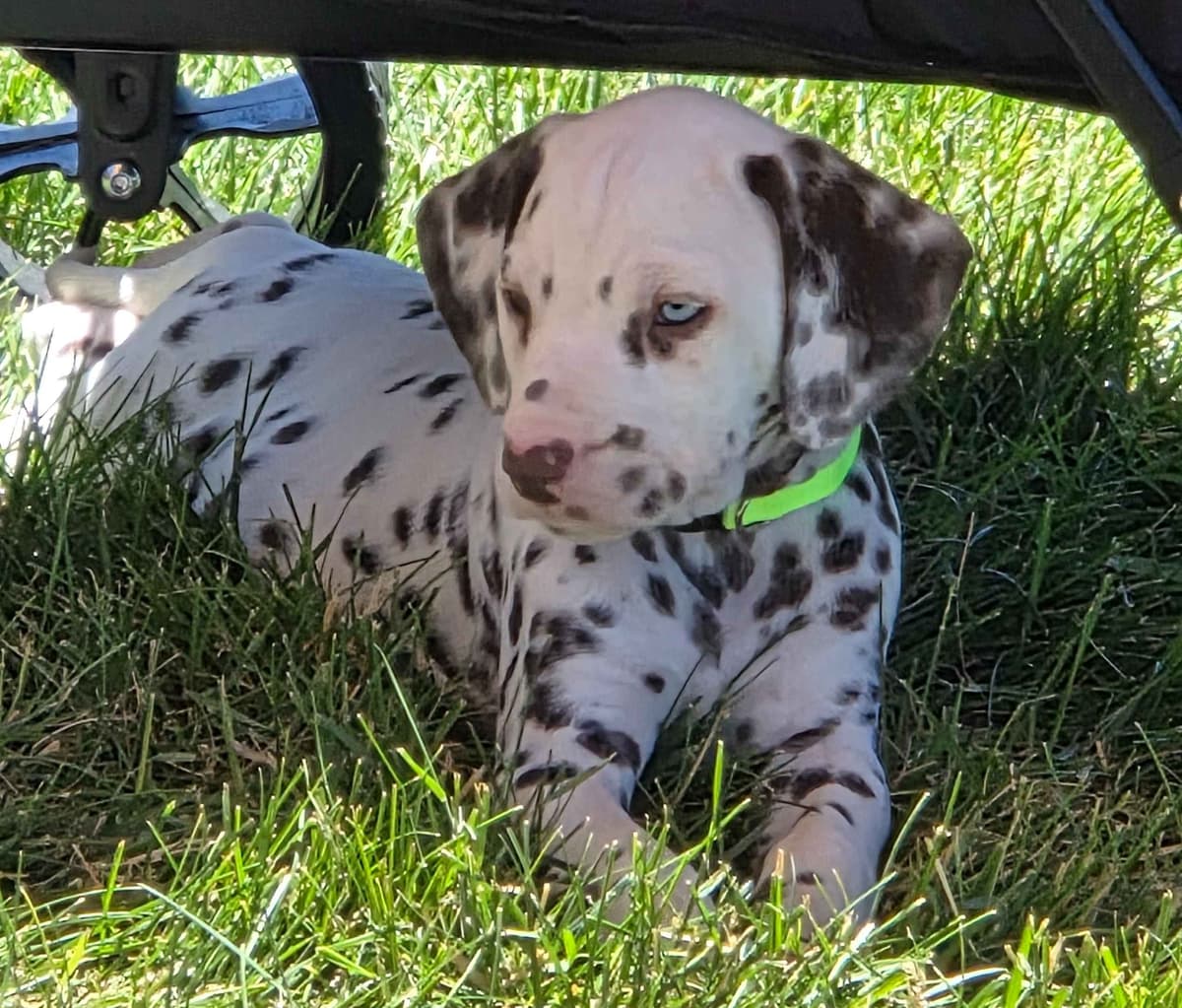 Dalmatian Puppies breeder image 4