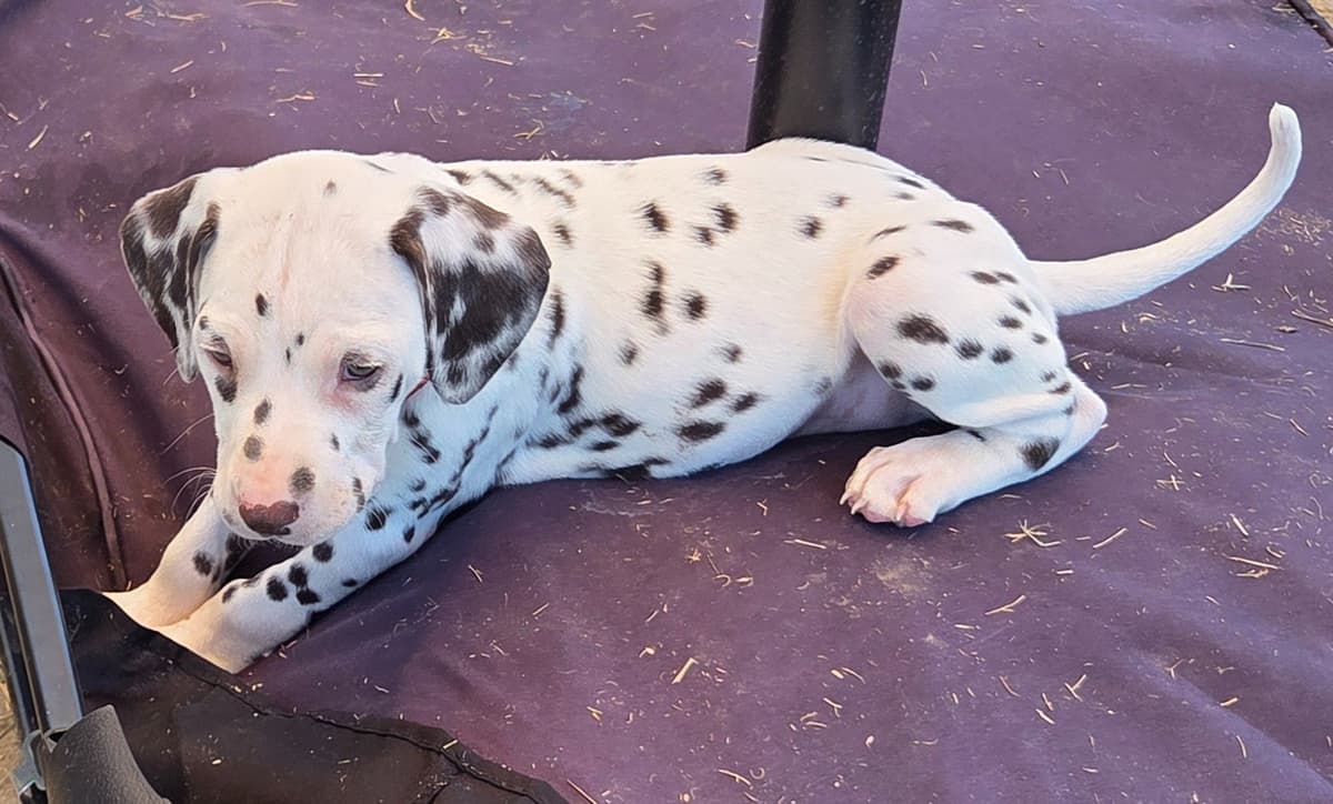 Dalmatian Puppies breeder image 6