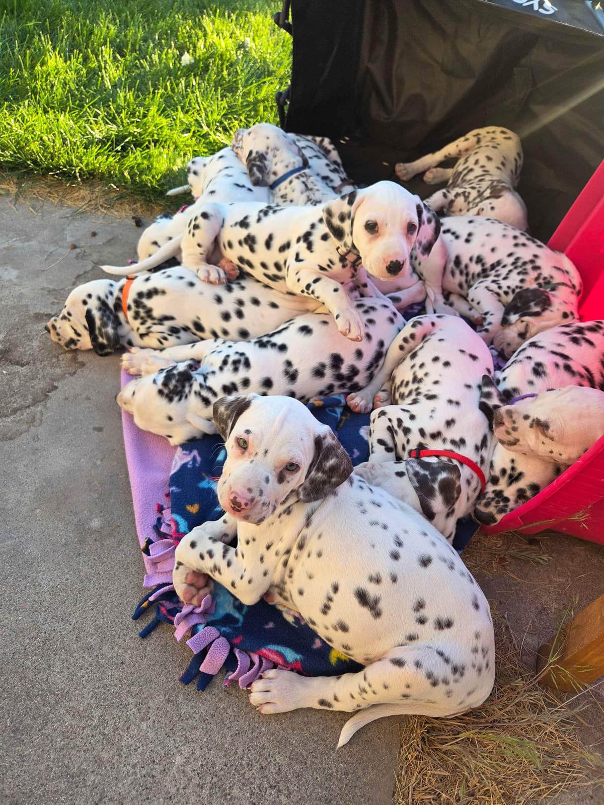 Dalmatian Puppies breeder image 7